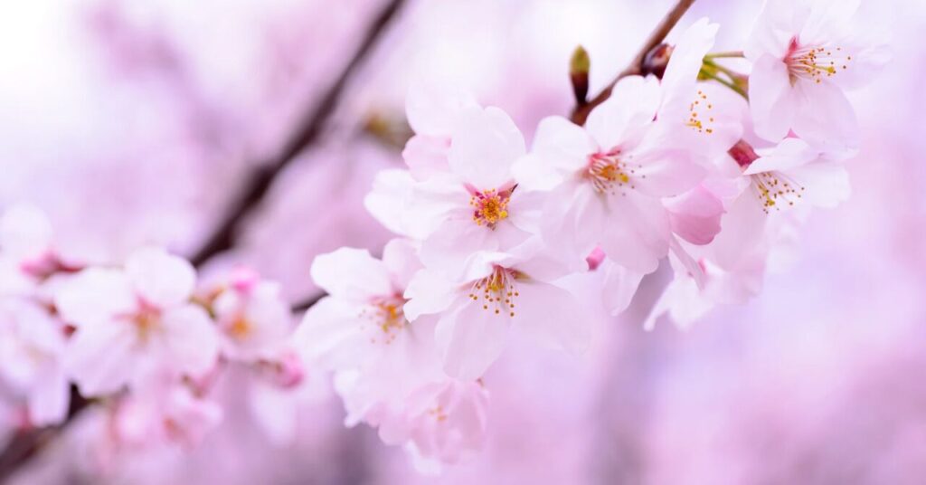 桜
